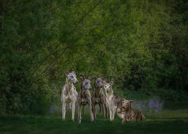 whippets v3.jpg